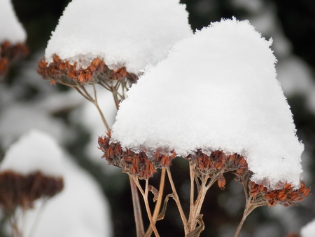 Dry flower under snowy blanket in winter timeの写真素材