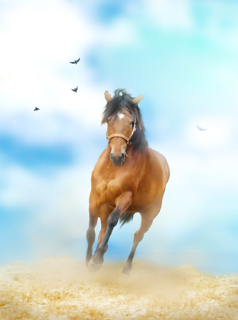 Photo of running brown horse with blue sky in backgroundの写真素材
