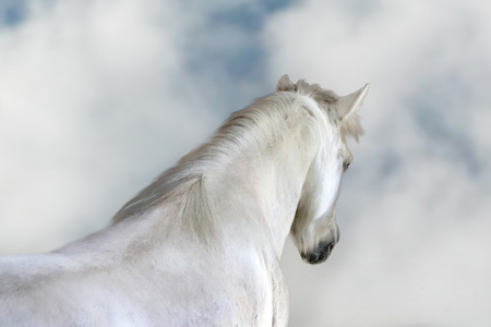 White horse with dreaming cloudy sky photoの写真素材