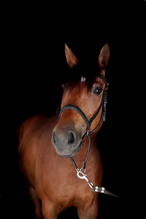 Portrait of horse with black background photoの写真素材