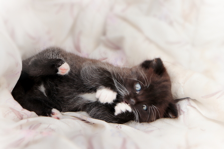 Photo of cute small black white kitten laying down on blanketの写真素材