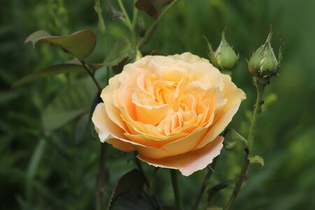 Photo of nature yellow roses bush in detailの写真素材