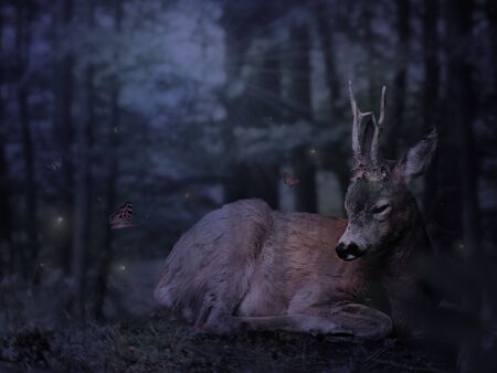Deer relaxing in forest by the nightの写真素材