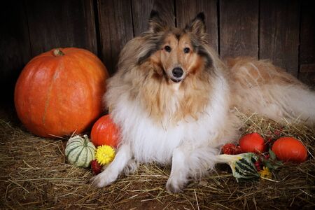 Photo of collie dog with decoration autumn pumpkinsの写真素材