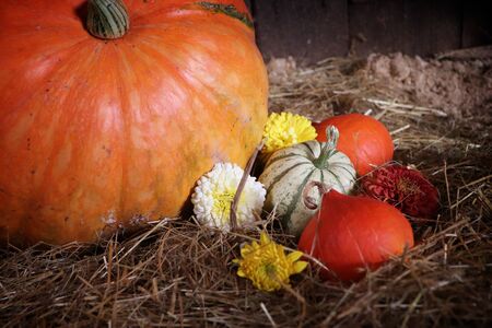 Photo of pile of decoration pumpkins with autumn flowersの写真素材
