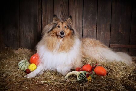 Photo of collie dog with decoration autumn pumpkinsの写真素材