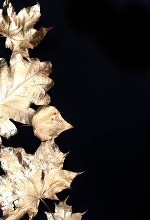Gooden autumn leaf on black background photoの写真素材