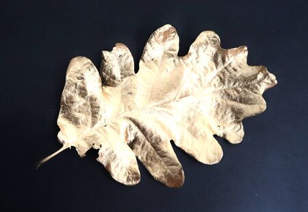 Gooden oak leaf on black background photoの写真素材