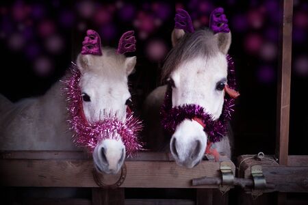 Photo of two horses in christmas time with christmas decorationの写真素材