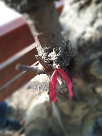 HIV treeの写真素材