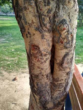 Tree In Hollの写真素材