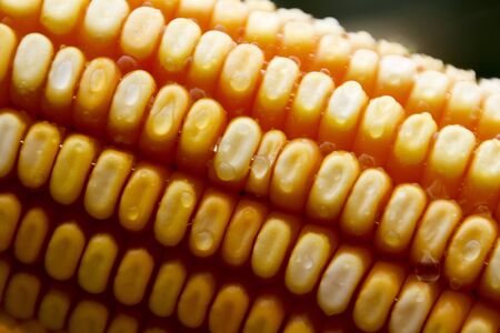 Corn cob. Corn crop. Brazilian farm with corn planting days of sunshine and blue sky.の写真素材