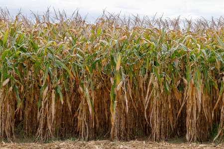 Corn crop. Brazilian farm with corn planting days of sunshine and blue sky.の写真素材