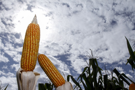 Corn cob. Corn crop. Brazilian farm with corn planting days of sunshine and blue sky.の写真素材
