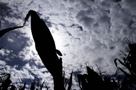 Silhouette corn cob. Corn crop. Brazilian farm with corn planting days of sunshine and blue sky.の写真素材