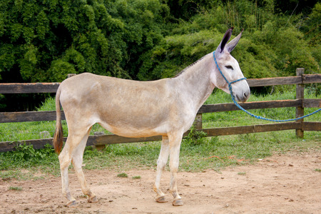 Mule in green pasture farm near the fenceの写真素材