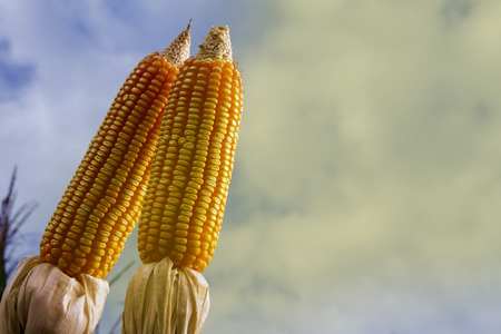 Corn cob. Corn crop. Brazilian farm with corn planting days of sunshine and blue sky.の写真素材