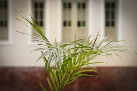 Holy Week. Traditional Catholic celebration Palm Sunday. Christian faith.の写真素材