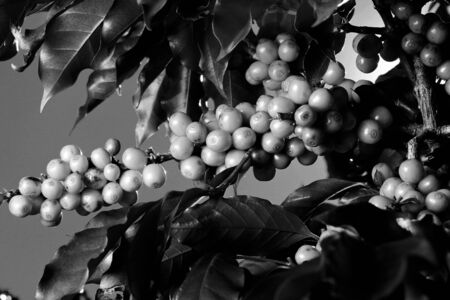 View farm with coffee plantation. Agribusiness. Coffee crop with yellow grains, green foliage and blue sky.の写真素材