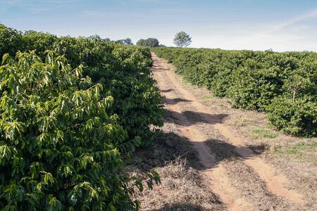 Farm coffee plantation in Brazil - View farm with coffee plantation - Brazilian coffee bean production - Cafe do Brasilの写真素材