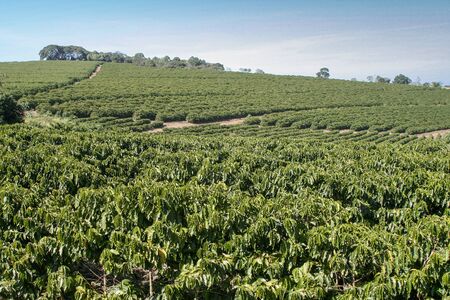 Farm coffee plantation in Brazil - View farm with coffee plantation - Brazilian coffee bean production - Cafe do Brasilの写真素材