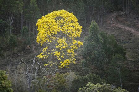 Flowering yellow ipe tree in the countryside, yellow tree in nature