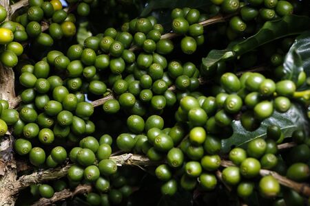 View farm with coffee plantation. Agribusiness. Coffee crop with yellow grains, green foliage and...