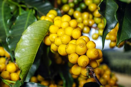 View farm with coffee plantation. Agribusiness. Coffee crop with yellow grains, green foliage and blue sky.の写真素材