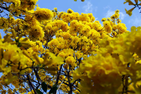Bloom detail in yellow ipe tree with bright blue sky