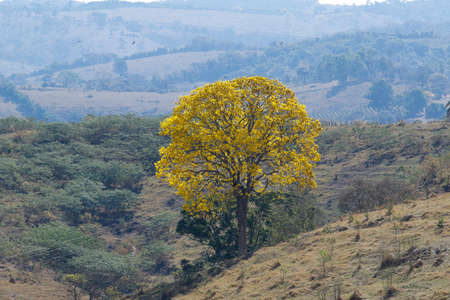 flowering yellow ipe tree in clear day on the mountain