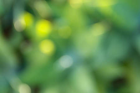 defocused abstract scene background in shades of greenの写真素材
