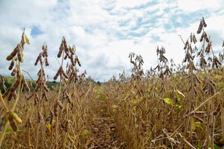 Soybean crop and soybean plants growing in rows ready for harvestの写真素材