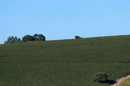 View farm with coffee plantation - Farm coffee plantation in Brazil - Cafe do Brasil