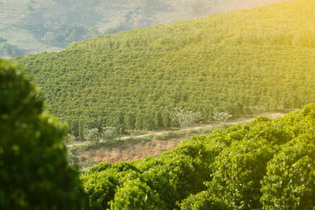 coffee plantation in the mountains of the state of Minas Gerais - Farm coffee plantation in Brazil - Cafe do Brasilの写真素材