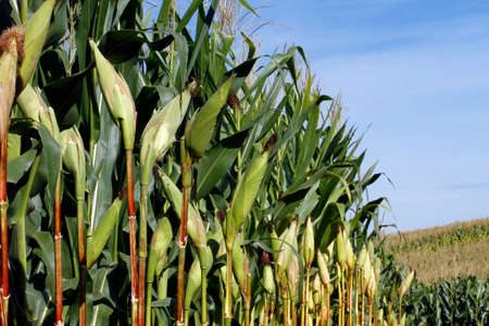 daytime view of corn crop - agriculture concept