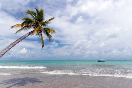 beautiful coconut tree by the sea and beautiful day - vacation concept - maceio, alagoas