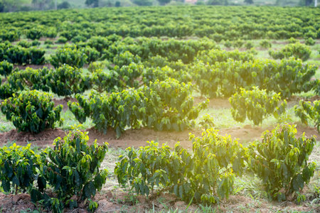 View farm with coffee plantation - early stage farming in Brazil - Cafe do Brasilの写真素材