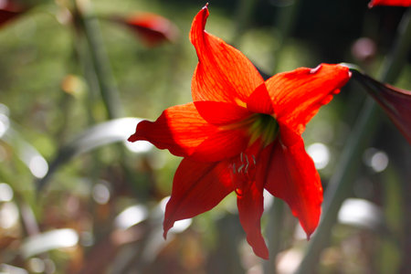 detail of amaryllis flower bud - red petals in foreground. flower garden. selective focus.の写真素材