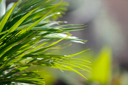 Holy Week. Branch detail. Traditional Catholic celebration Palm Sunday. Christian faith. Religious...