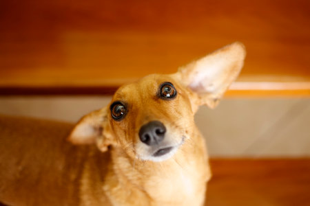 small animal dachshund puppy in yellow color and mixed breed looking attentively upの写真素材