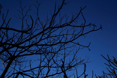 dark branches tangled and leafless against a dark blue skyの写真素材