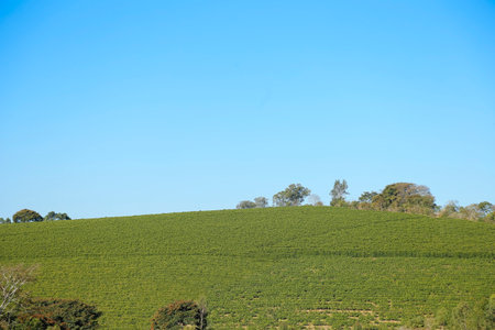 landscape with coffee tree and intense blue sky - coffee farm - coffee growingの写真素材