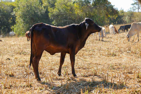 cows and bullocks in herd on the dry grass field. the cow is looking out of the picture. herd of cattleの写真素材