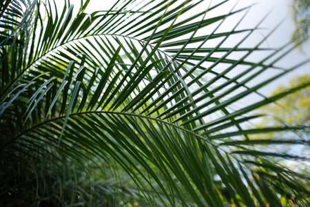 Holy Week. Detail of branches with selective focus. Traditional Catholic celebration Palm Sunday. Christian faith. Religious symbols.の写真素材