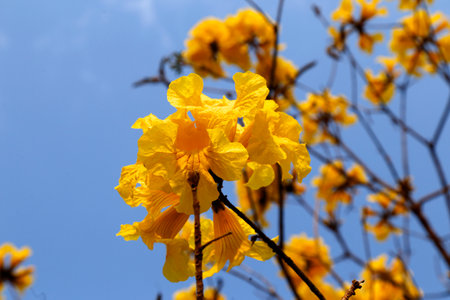 Bloom detail in yellow ipe tree with bright blue skyの写真素材