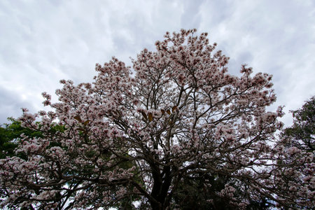 flower detail on white ipe tree with clear cloudy sky
