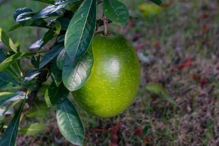 Crescentia cujete has large round green fruits that grow in tropical forests