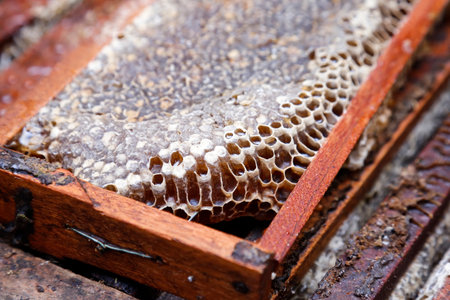 Detailed image of honeycomb in a wooden frame, perfect for beekeeping, nature, natural food, and sustainability projectsの写真素材