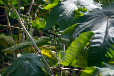Close detail of a plant branch with spiny fruits and shiny seeds, highlighting natural textures and colors for agricultural and botanical useの写真素材