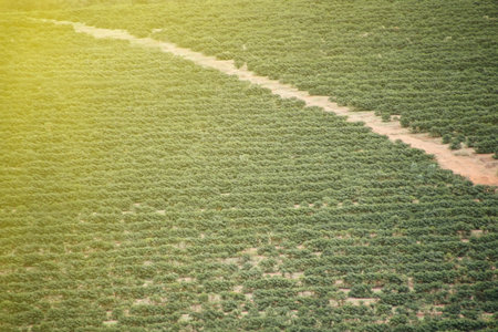 Distant ground view reveals vast coffee plantation in Minas Gerais, with green rows and hilly...